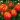 Aurea f1 pomidoru seklos